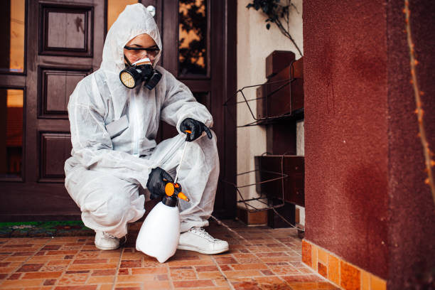 Reliable Wasp Removal contractor in Elmhurst, IL by Show Me Pest Control